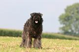 BOUVIER DES FLANDRES 377
